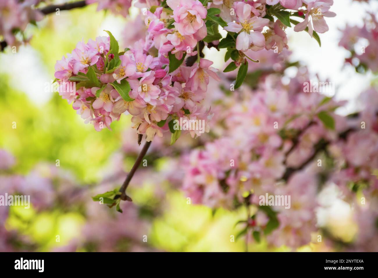 apple blossom background. fruit garden closeup in morning light Stock Photo