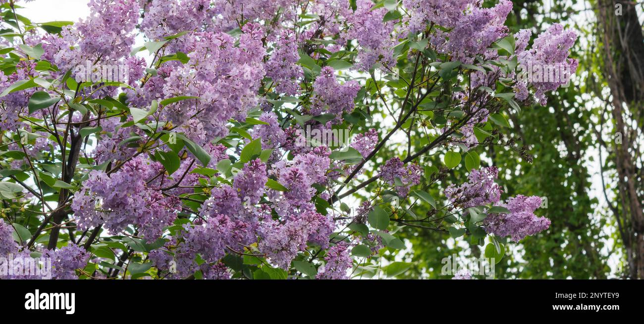violet branch of lilac shrub in blossom. floral nature background Stock Photo