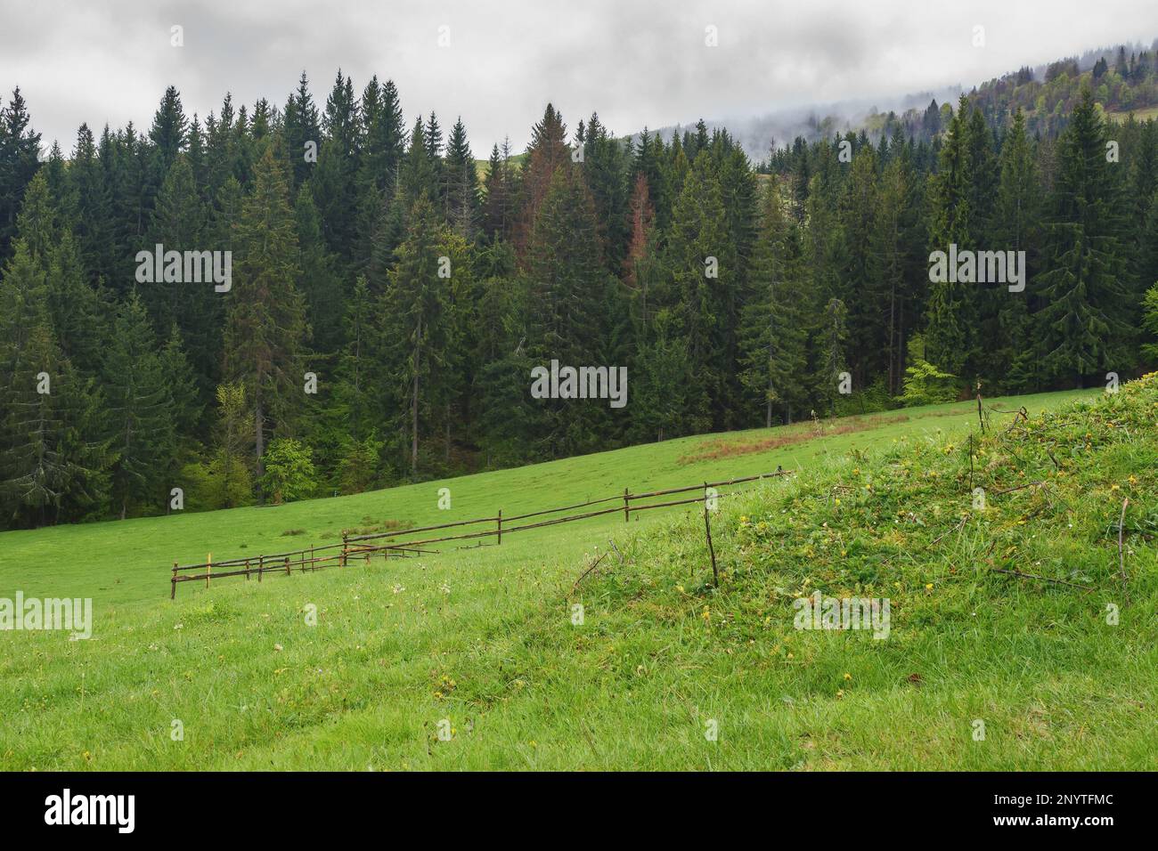 mountain landscape with green forest. spruce trees on the grassy hill. misty weather with cloudy sky Stock Photo