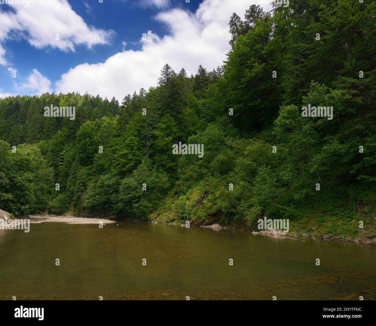 nature landscape with shallow river. trees on the shore Stock Photo
