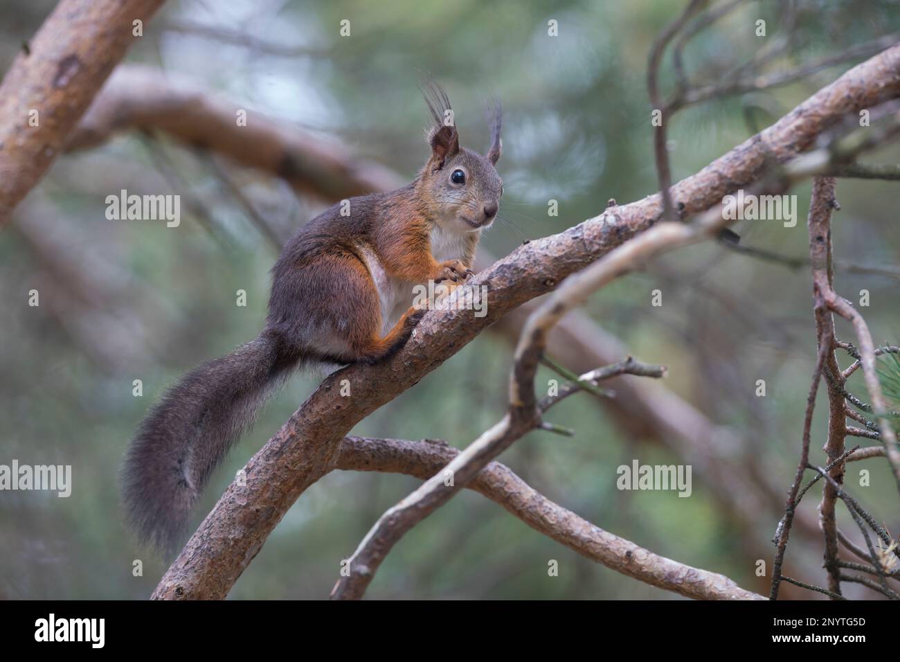 Eichhörnchen, Europäisches Eichhörnchen, Eurasisches Eichhörnchen, Sciurus vulgaris, European red squirrel, red squirrel,  L'écureuil d'Eurasie, écure Stock Photo