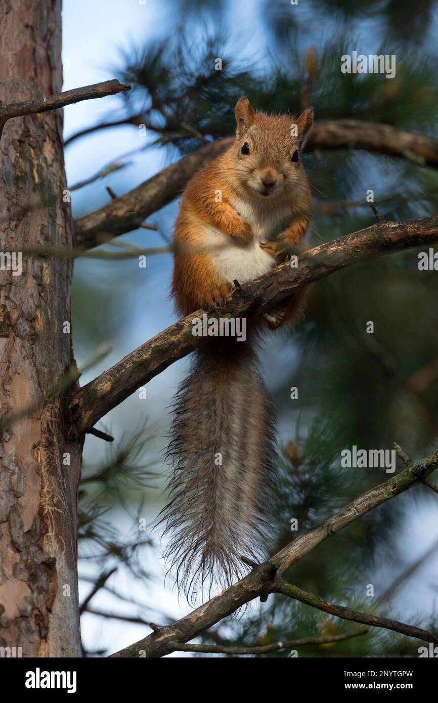 Eichhörnchen, Europäisches Eichhörnchen, Eurasisches Eichhörnchen, Sciurus vulgaris, European red squirrel, red squirrel,  L'écureuil d'Eurasie, écure Stock Photo