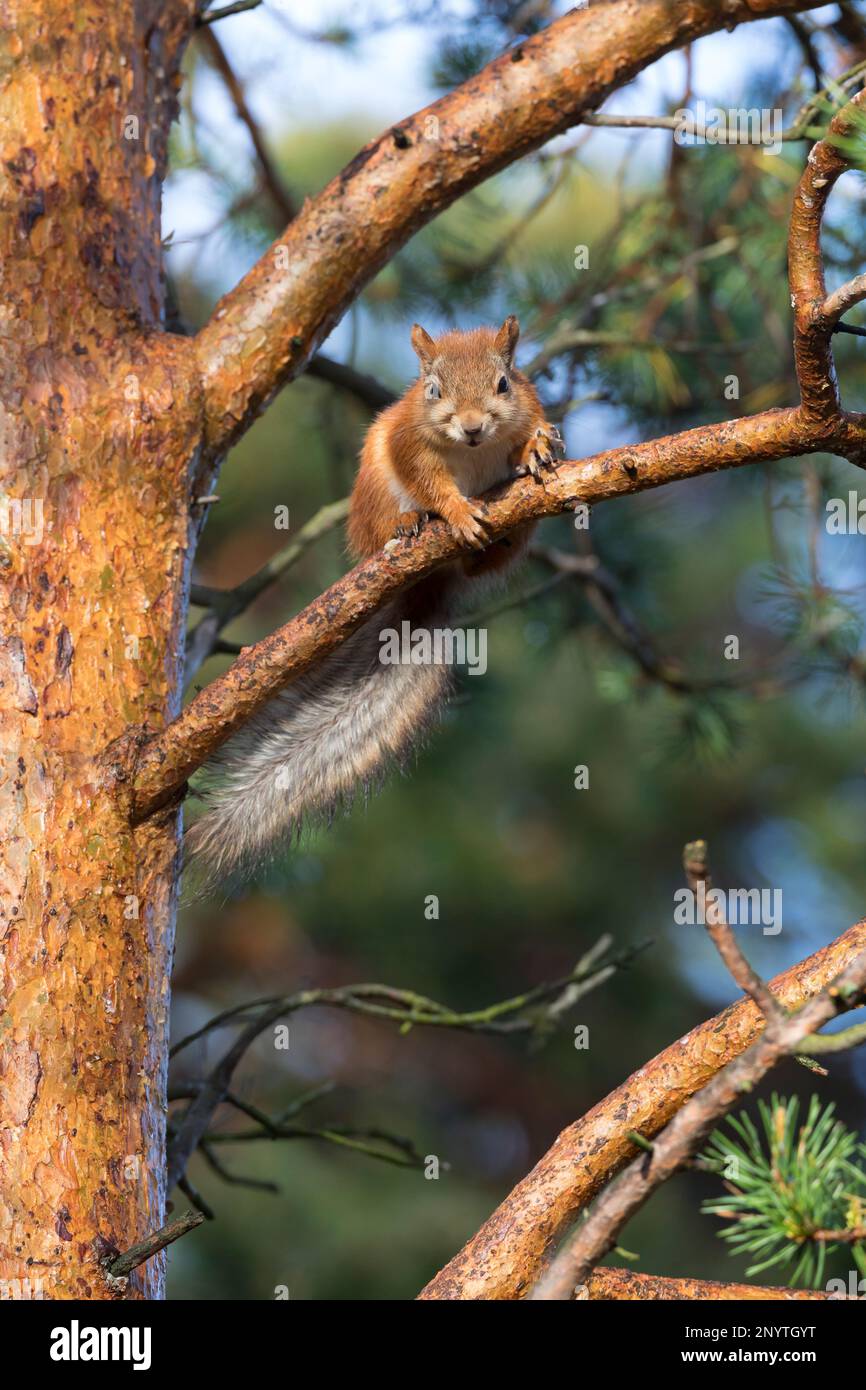 Eichhörnchen, Europäisches Eichhörnchen, Eurasisches Eichhörnchen, Sciurus vulgaris, European red squirrel, red squirrel,  L'écureuil d'Eurasie, écure Stock Photo