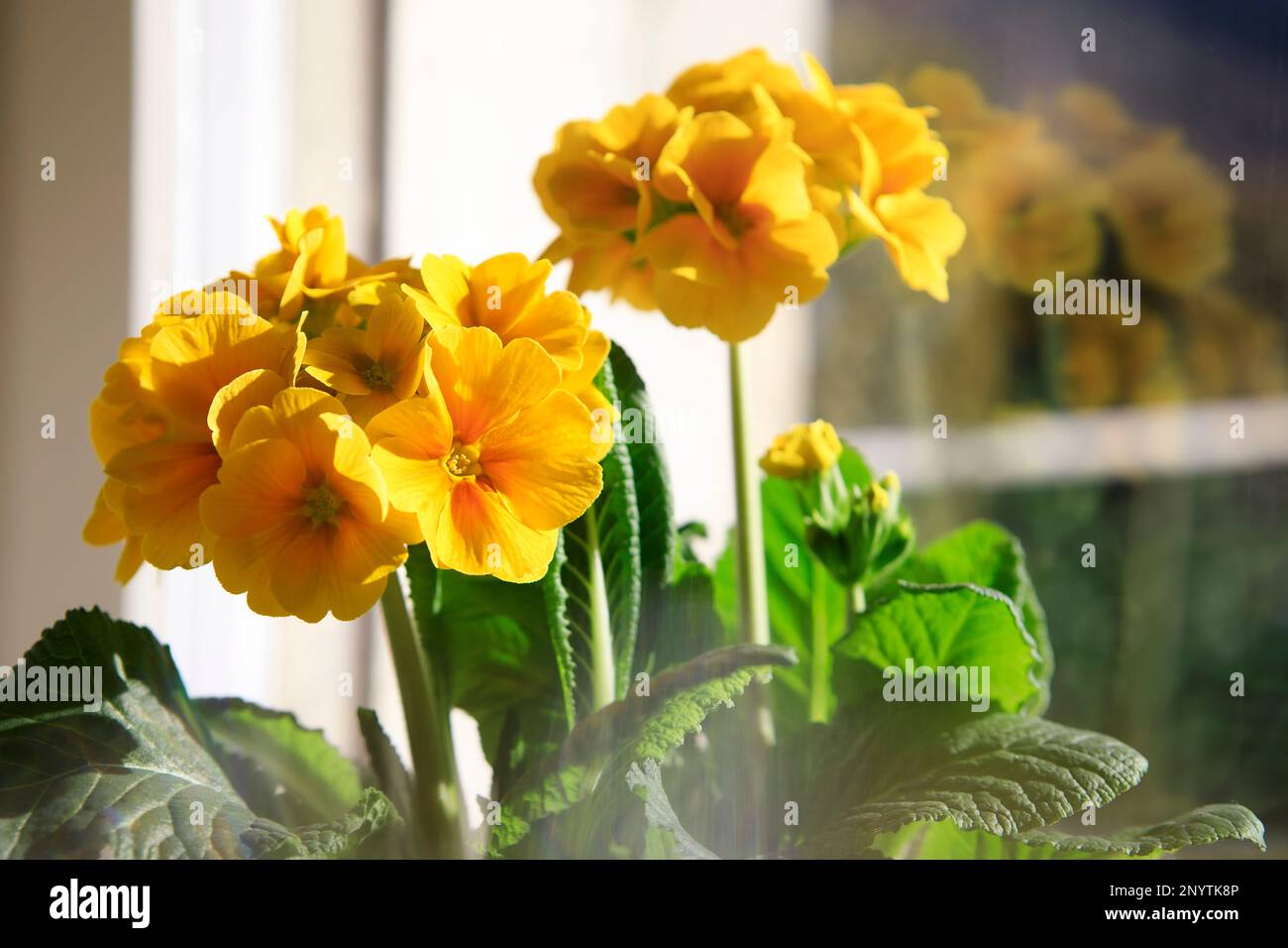 Fresh spring flower primula elatior, golden yellow flowers indoors. Primrose flower head close-up with green leaves, spring potted plant. Stock Photo