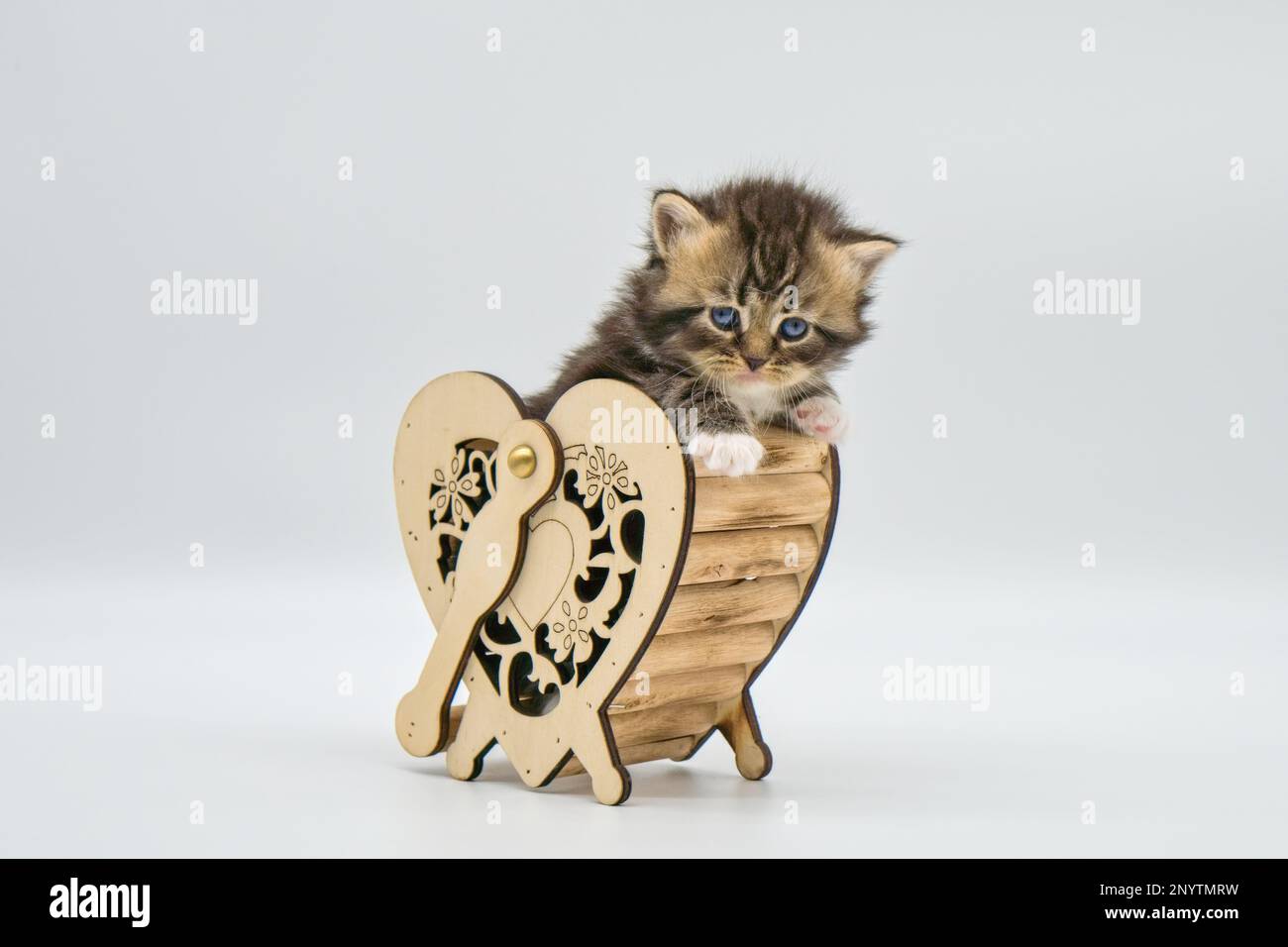 Siberian kitten sitting in a wooden heart. Stock Photo