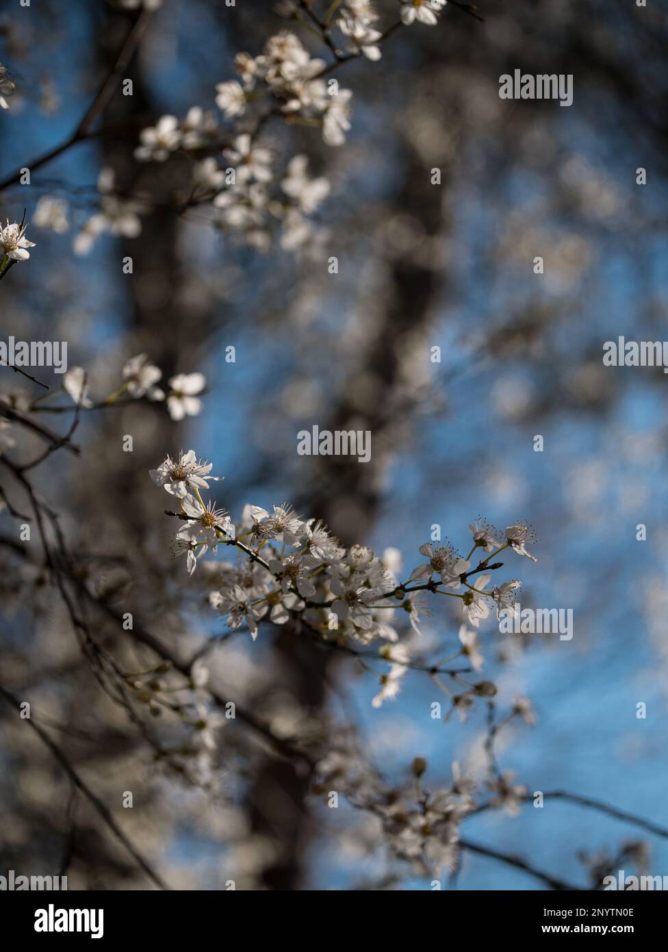 Close up of white cherry blossoms fading into blur Stock Photo - Alamy