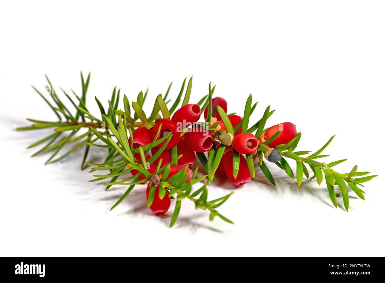Fruits of the yew tree against a white background Stock Photo