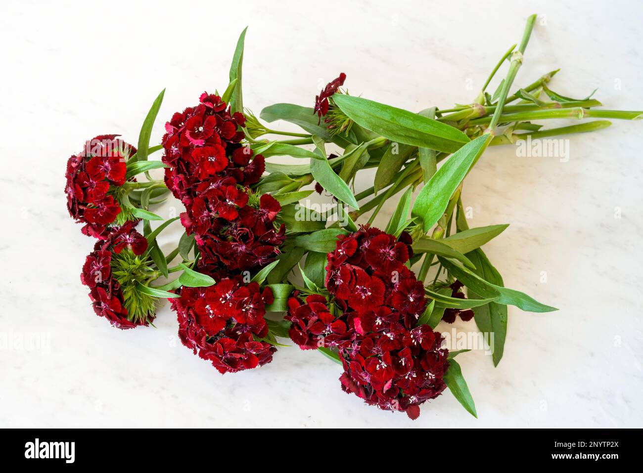 A bunch of freshly picked dark red dianthus. Stock Photo