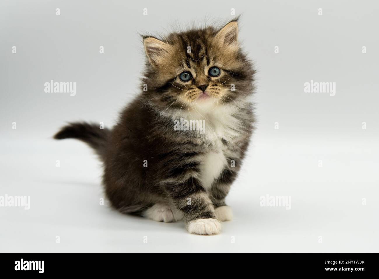 Siberian cat kitten on a white background. Blotched tabby with white