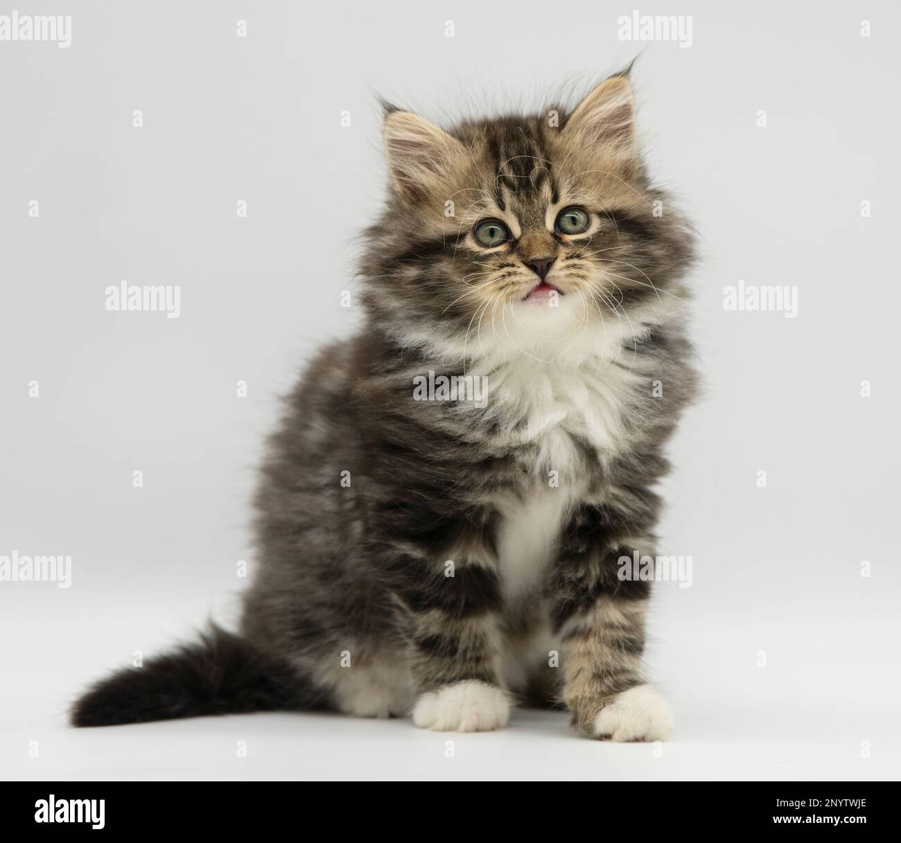 Siberian cat kitten on a white background. Blotched tabby with white