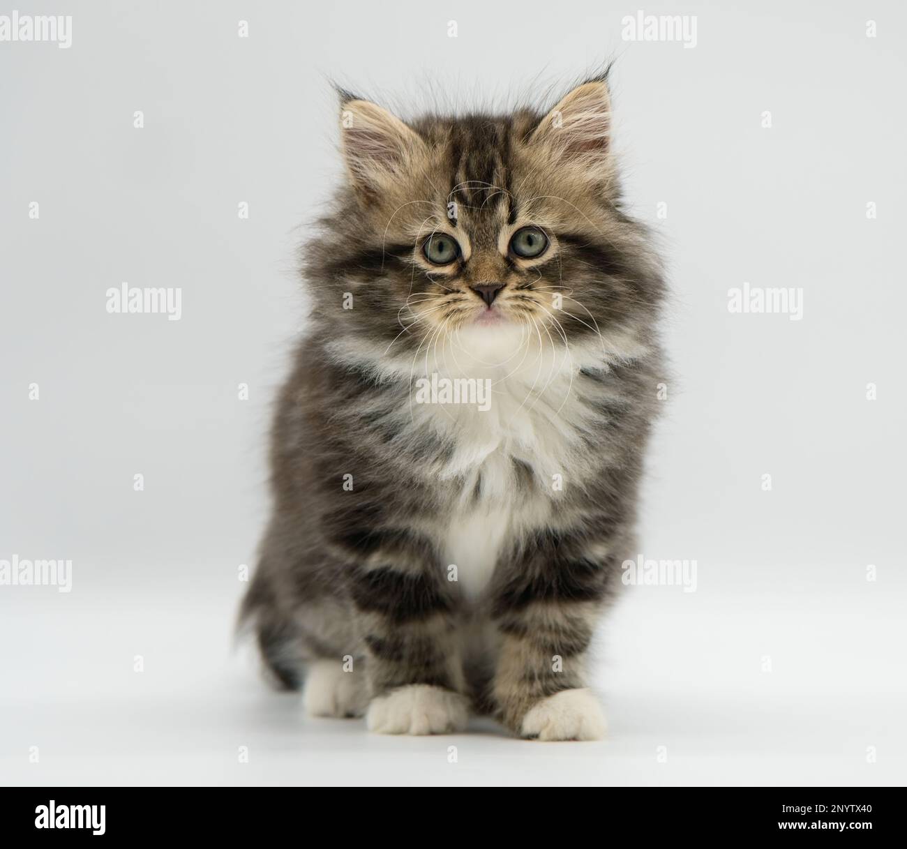 Siberian cat kitten on a white background. Blotched tabby with white