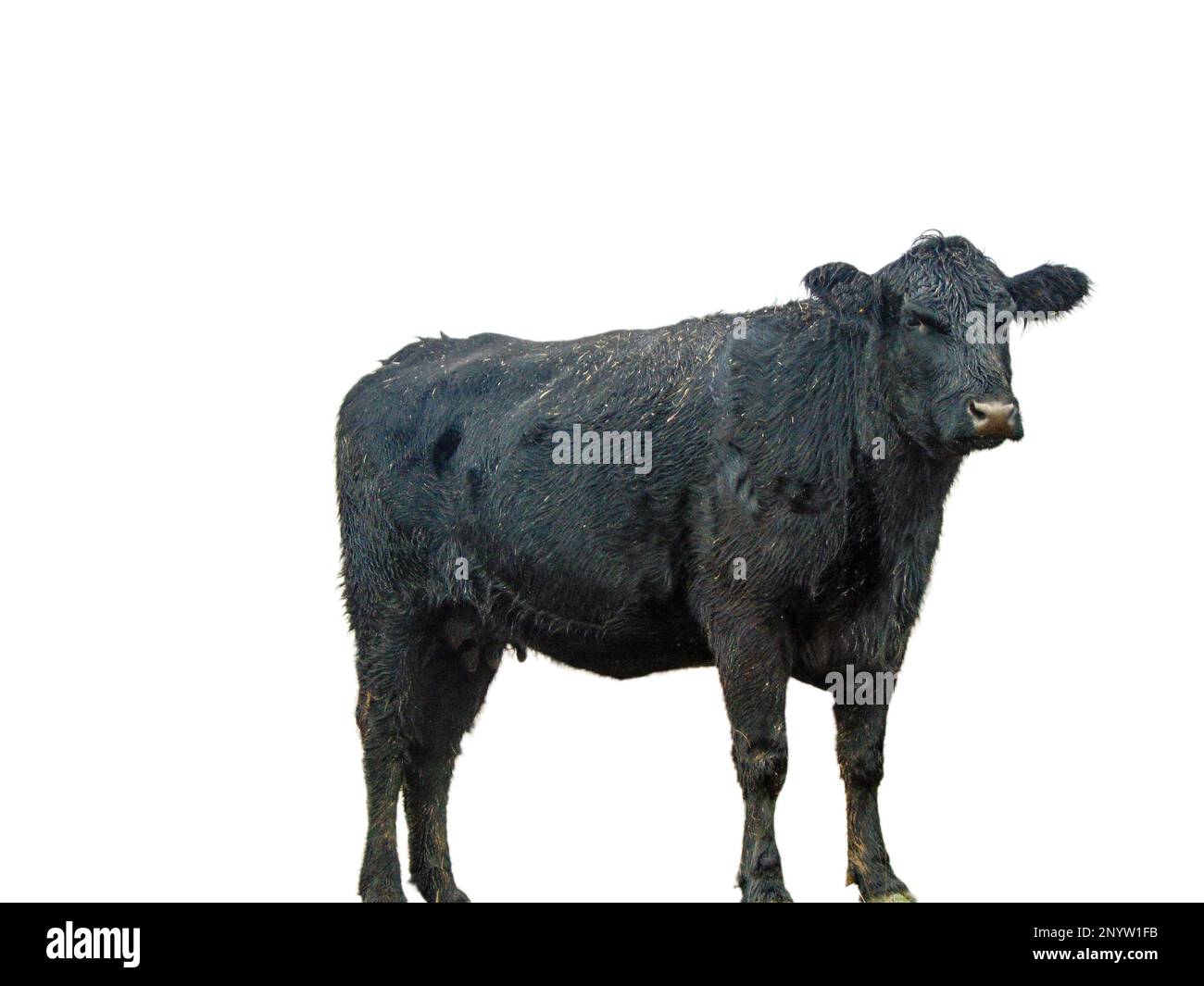 Black angus cow isolated on white background Stock Photo Alamy