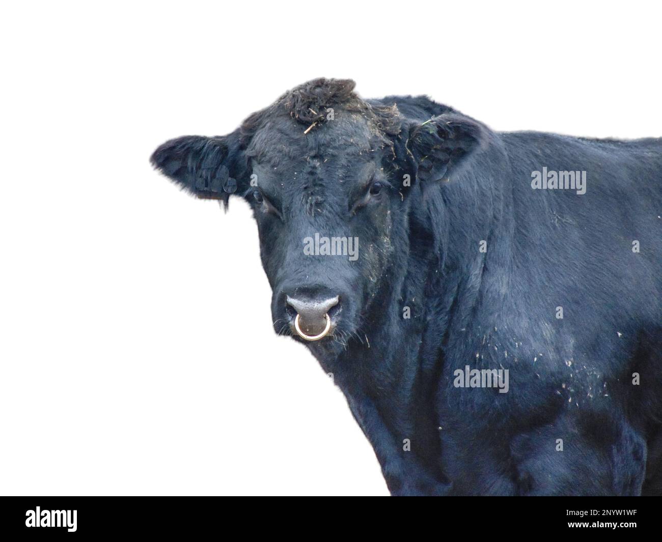 Black Angus bull isolated on white background Stock Photo