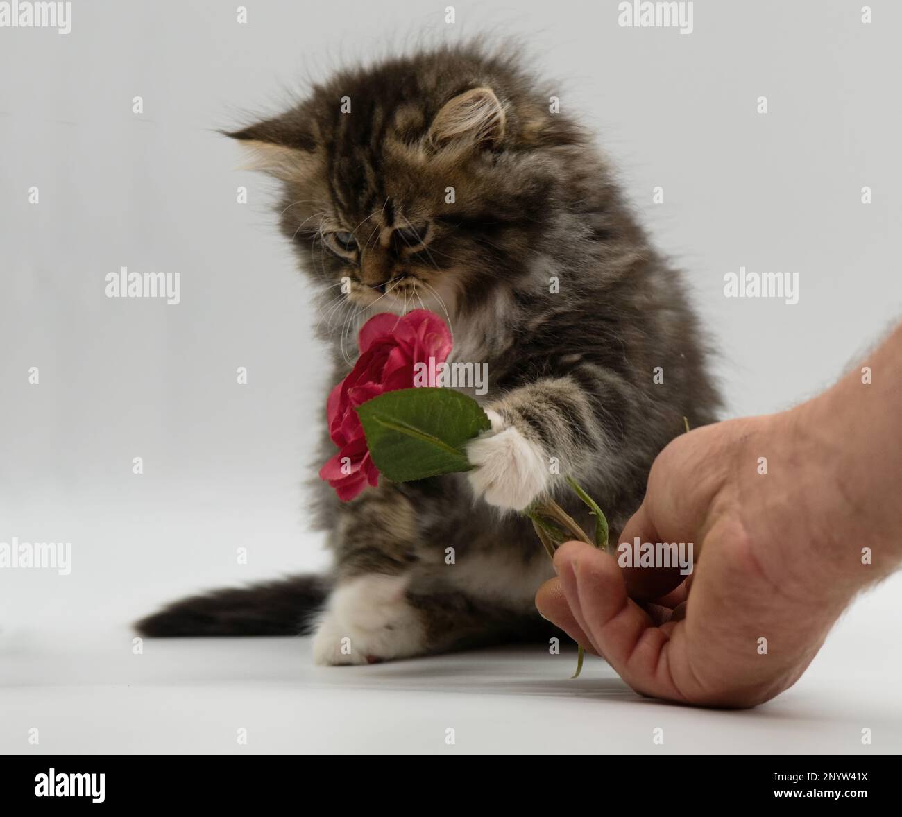 Cat with rose hi-res stock photography and images - Alamy
