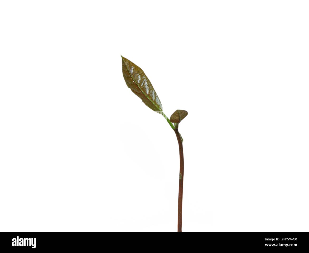 Avocado leaf isolated on white background. Avocado plant Stock Photo ...