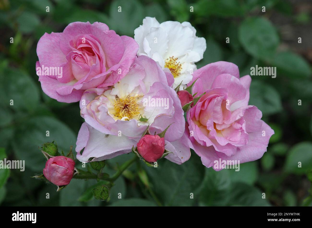 Flowers in the garden Stock Photo - Alamy