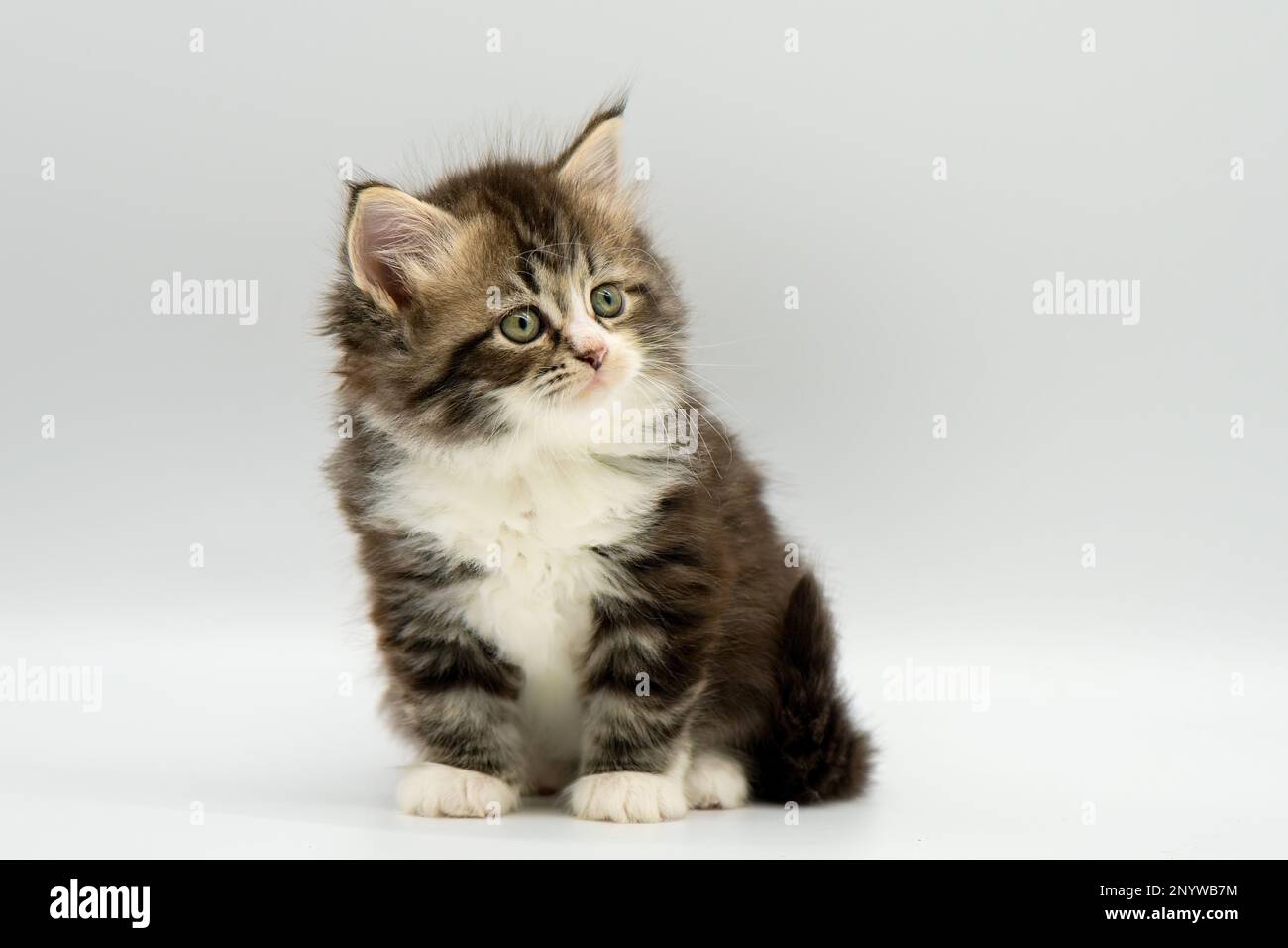 Siberian cat kitten on a white background. Blotched tabby with white