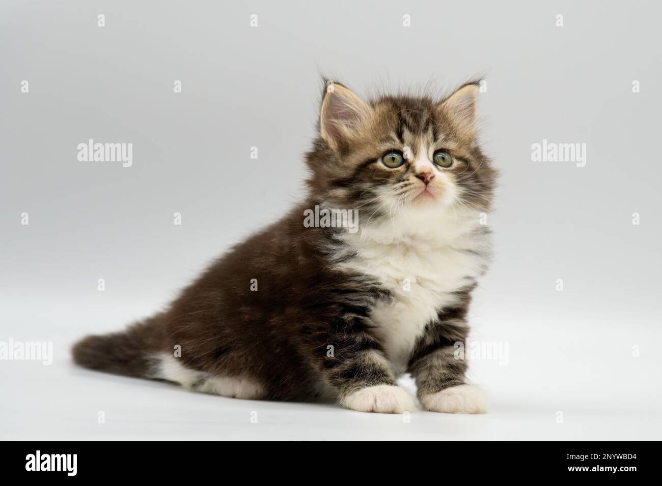 Siberian cat kitten on a white background. Blotched tabby with white
