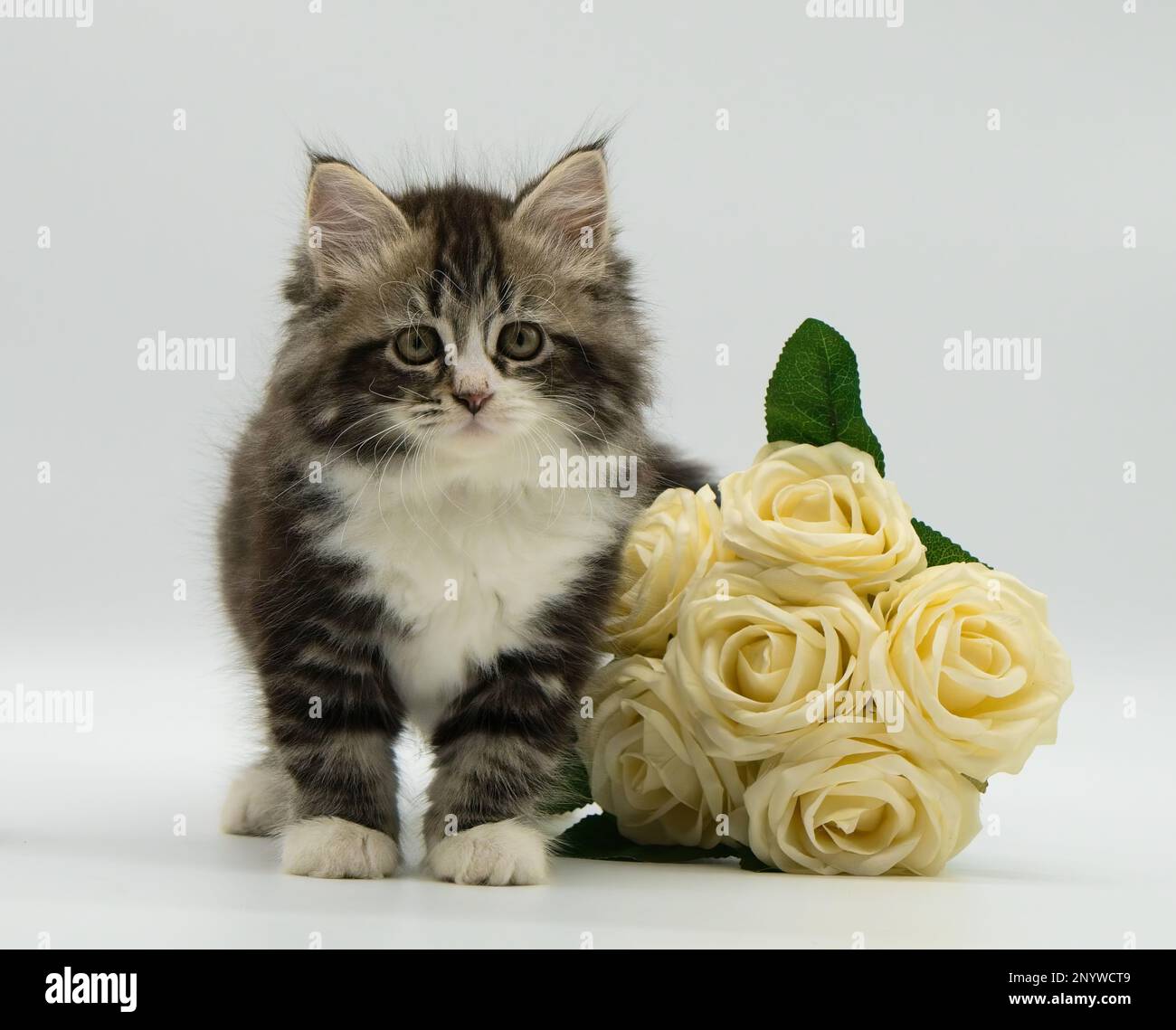 Cute greeting card Stock Photo