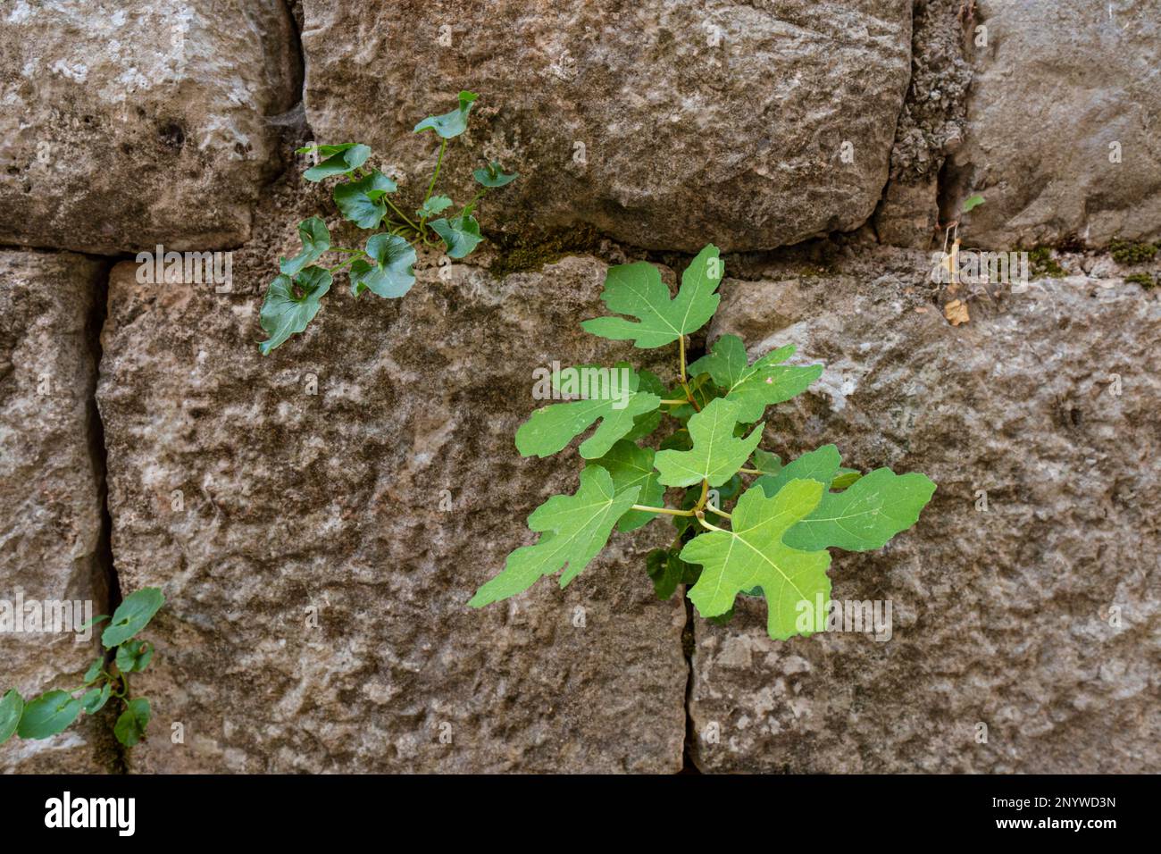 Old stone wall. Plants make their way through the rocks. Vintage