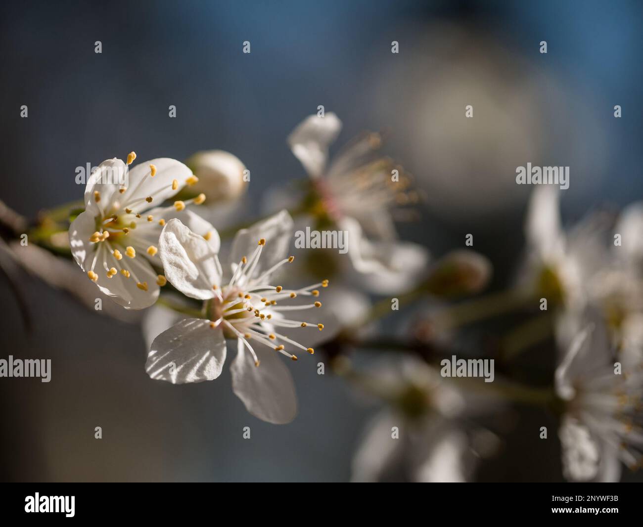 Close up of white cherry blossoms fading into blur Stock Photo - Alamy
