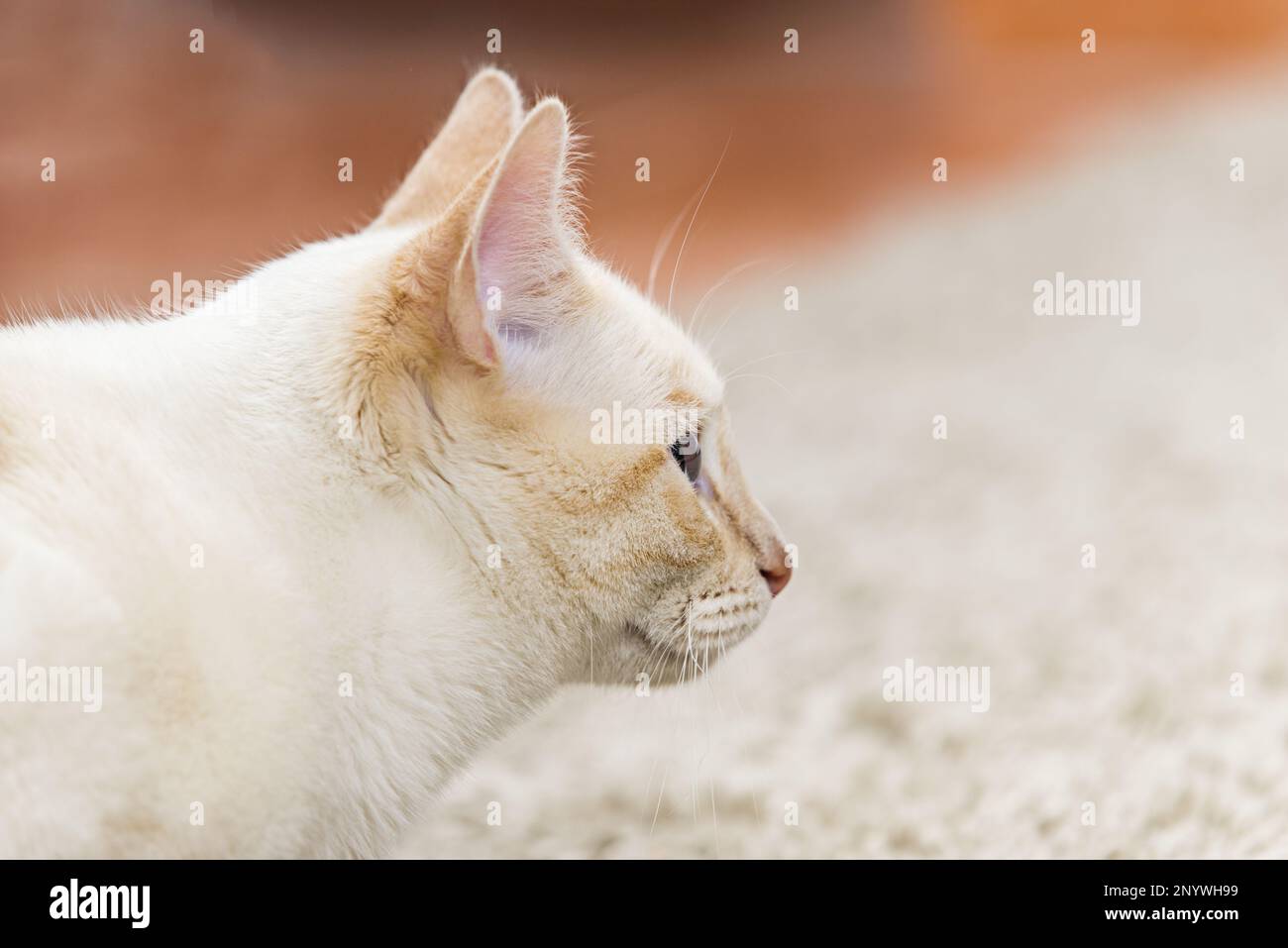 Profile of a white kitten with some tan hairs Stock Photo Alamy