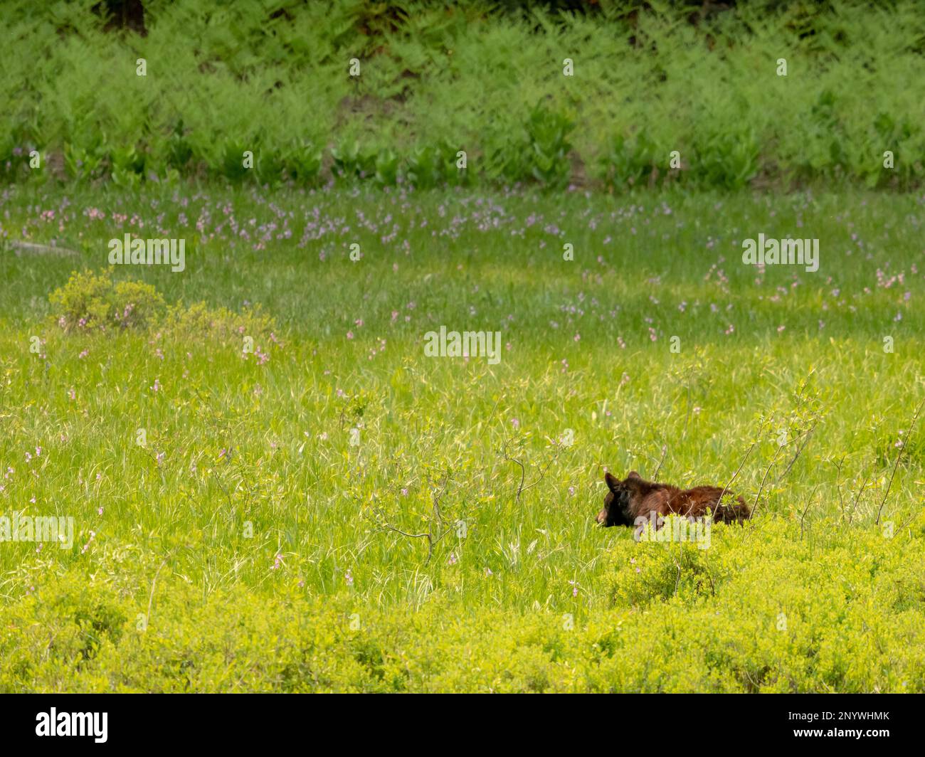 Black Bear Looks Out Over Flower Filled Meadow in Sequoia National Park Stock Photo