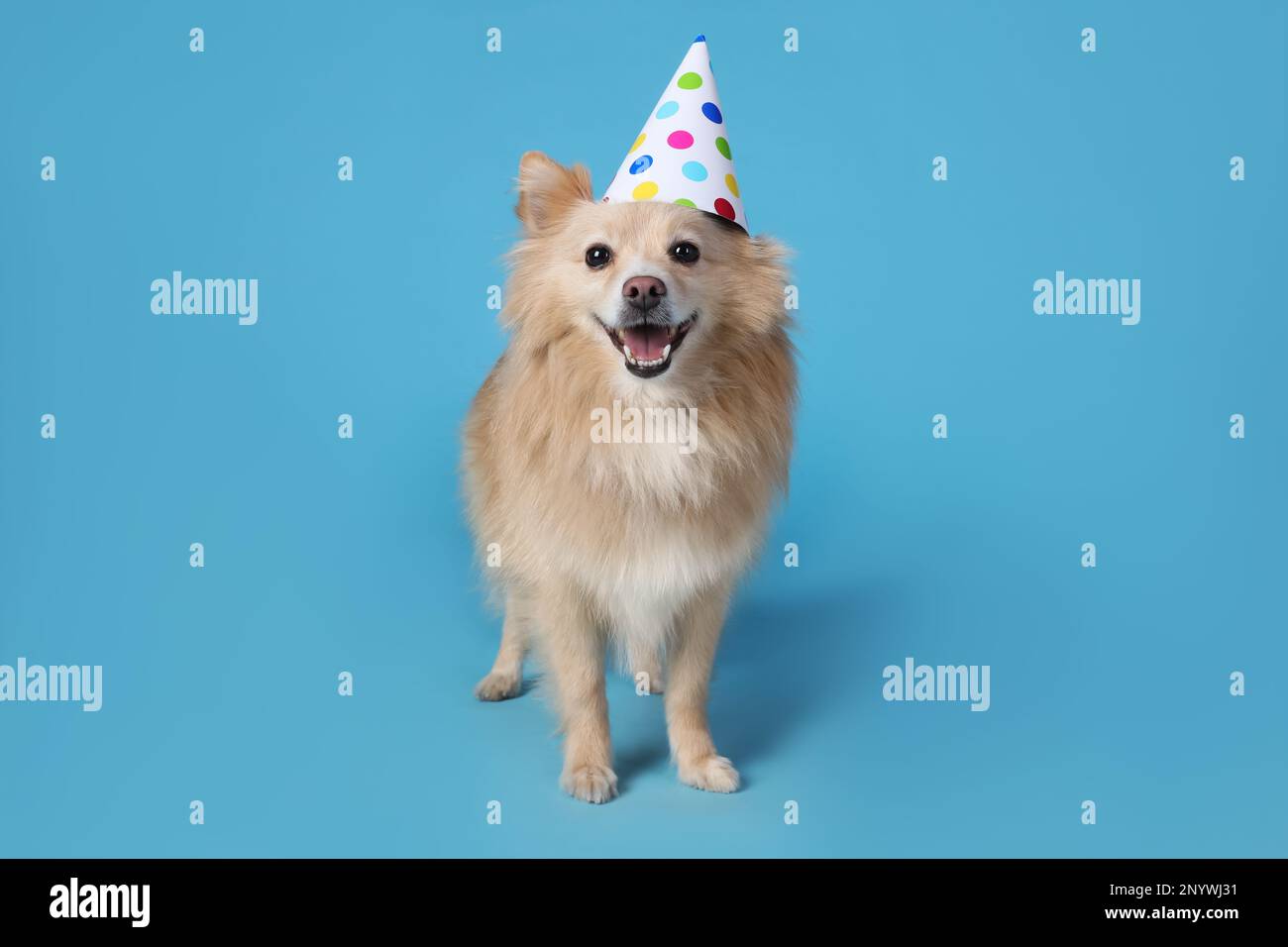 Cute dog with party hat on light blue background. Birthday celebration