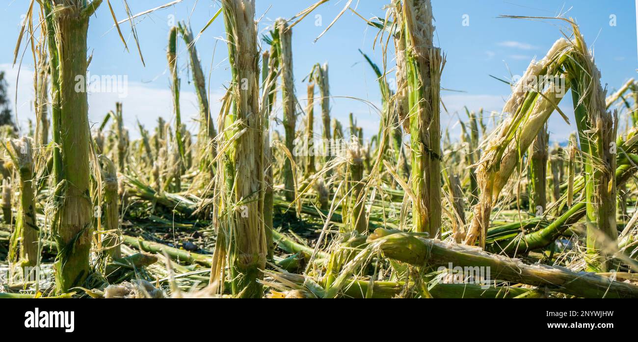 hail and storm damage on maize field Stock Photo