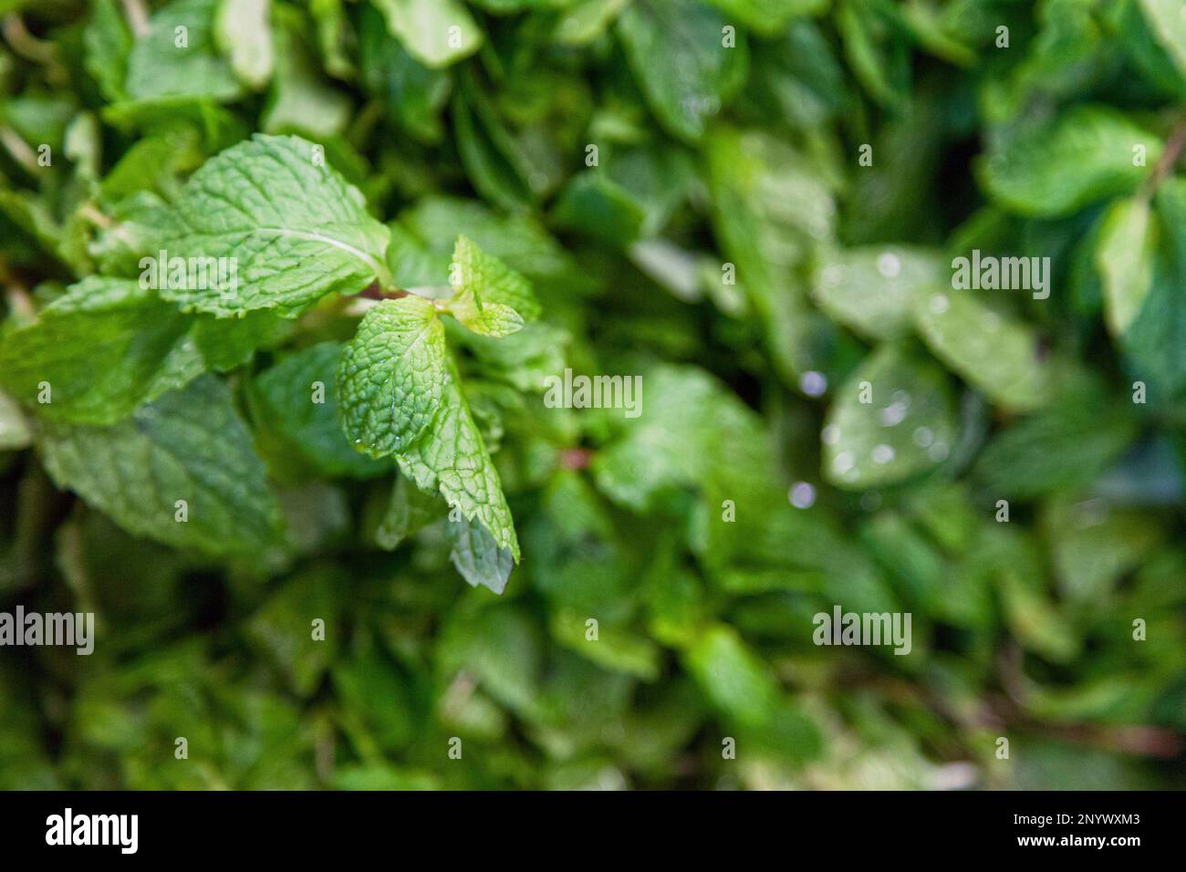 Full frame closeup on a stack of mint leaves for sale on a market