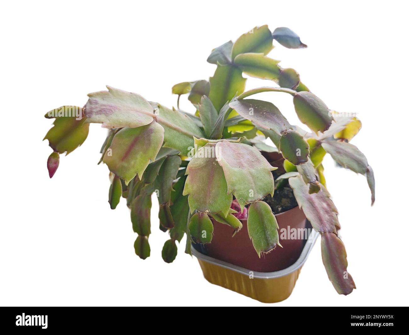 Christmas Cactus Starter Plant ~~Pink Pearl~~ Schlumbergera Truncata