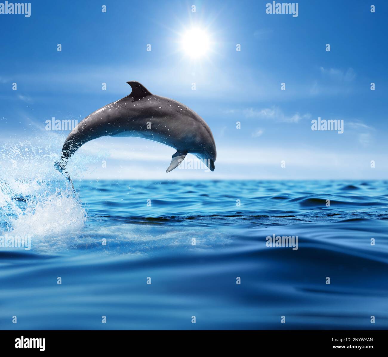 Beautiful Bottlenose Dolphin Jumping Out Of Sea With Clear Blue Water ...