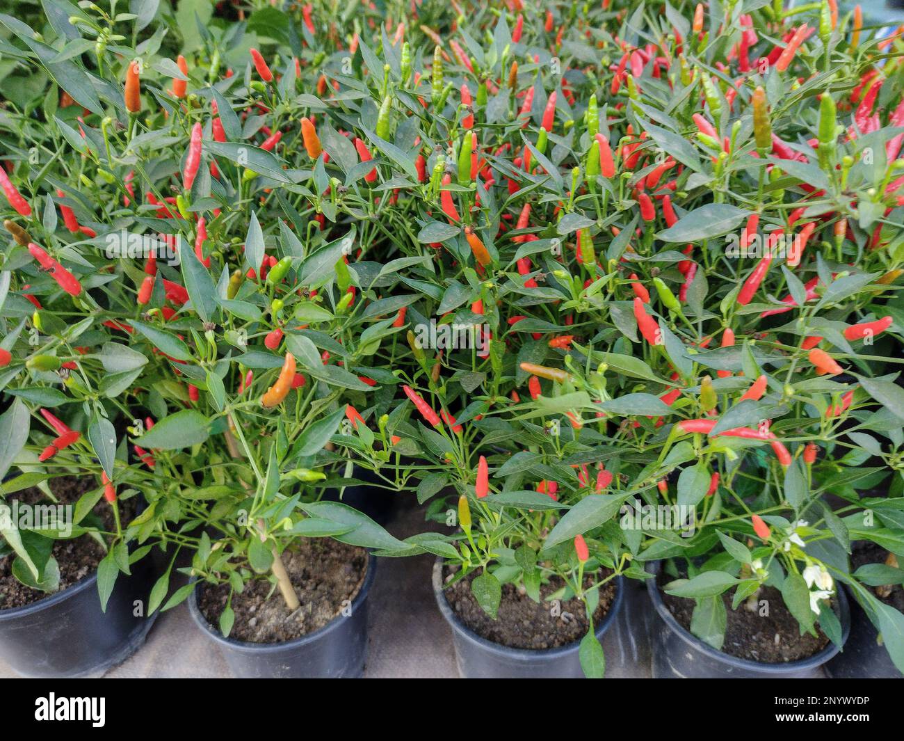Bell Pepper growing in pots. Capsicum frutescens. Bell pepper plant Stock Photo