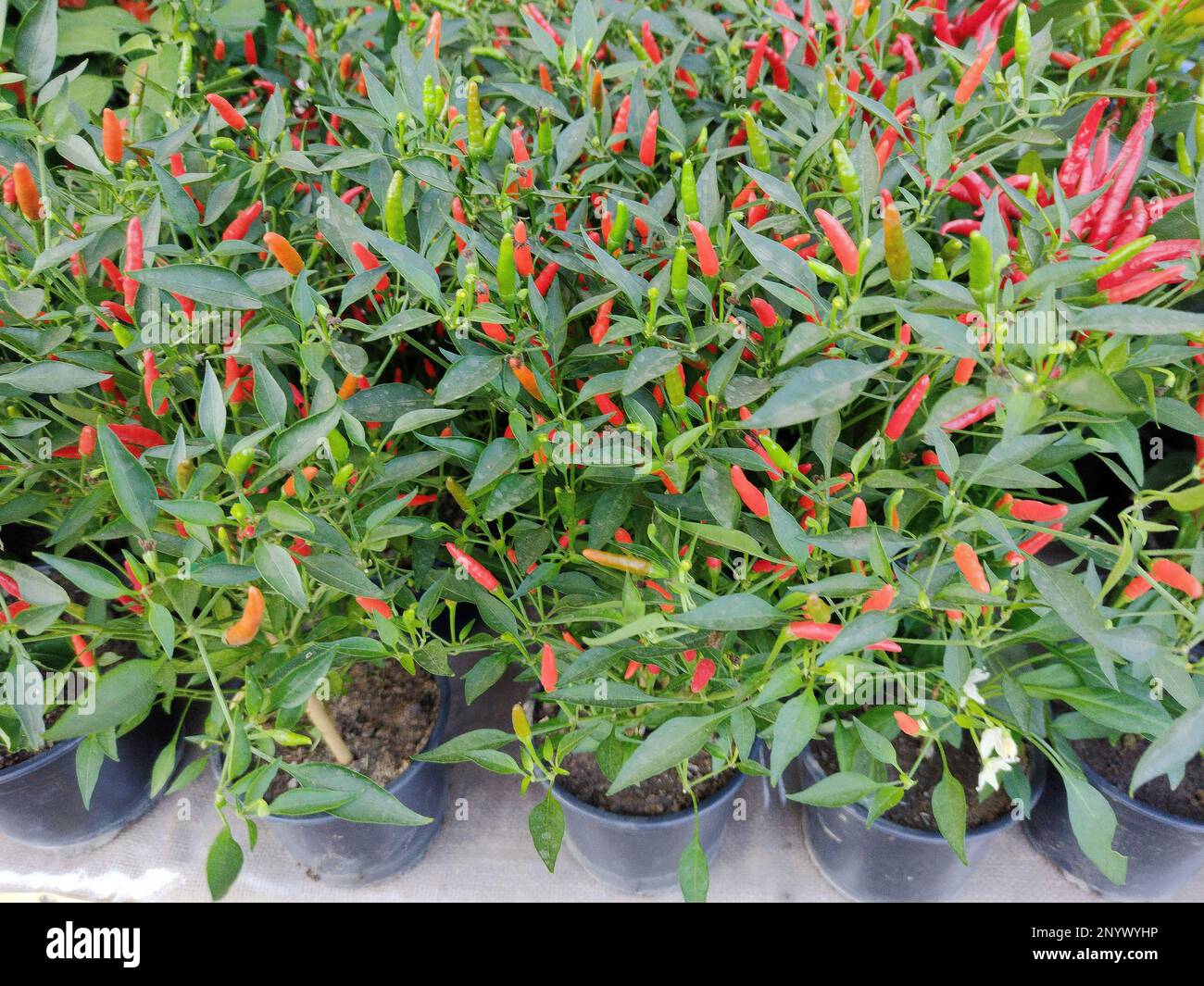 Bell Pepper growing in pots. Capsicum frutescens. Bell pepper plant