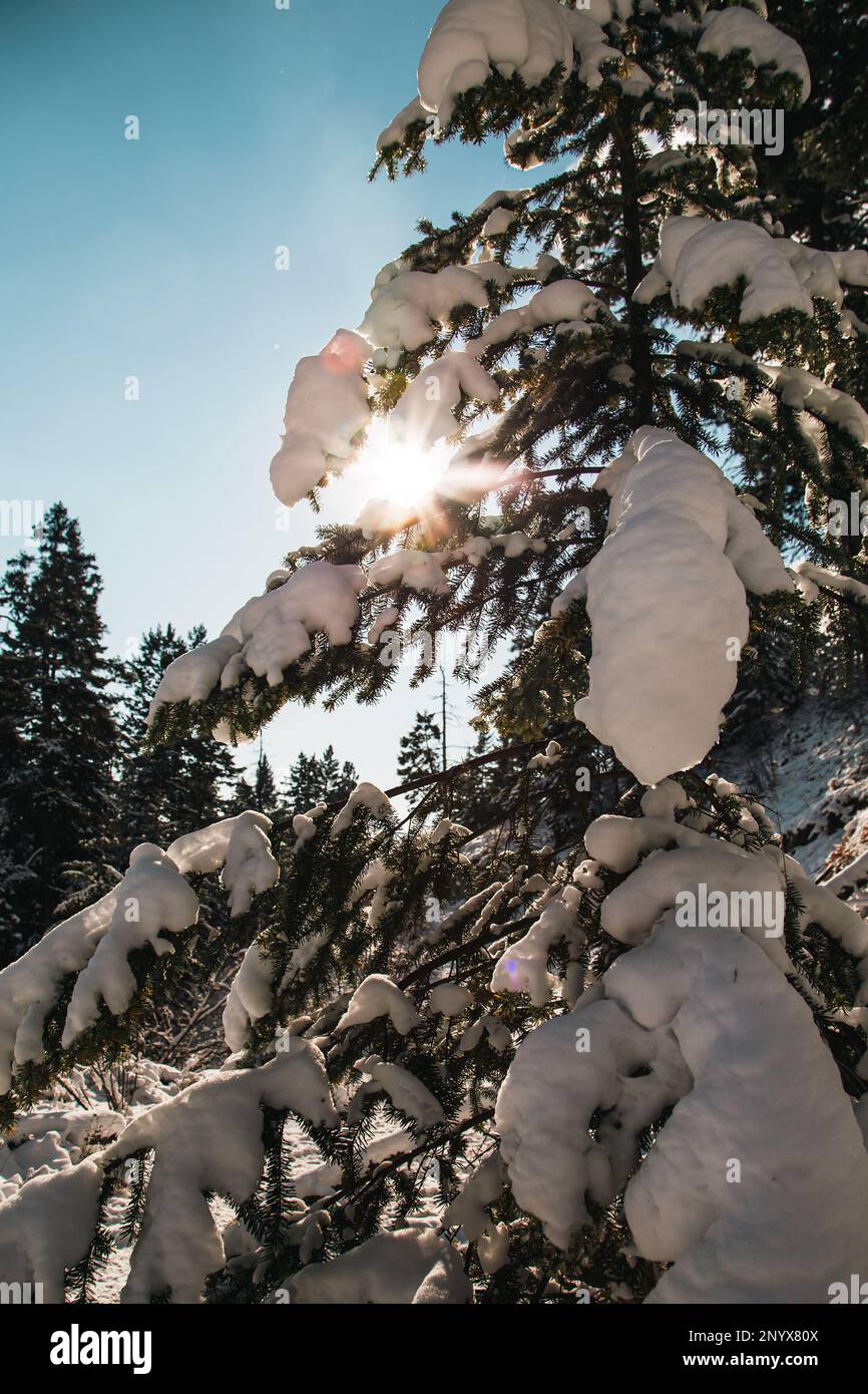 Low angle view of a snow covered fir tree in a forest on a sunny cold winter day Stock Photo