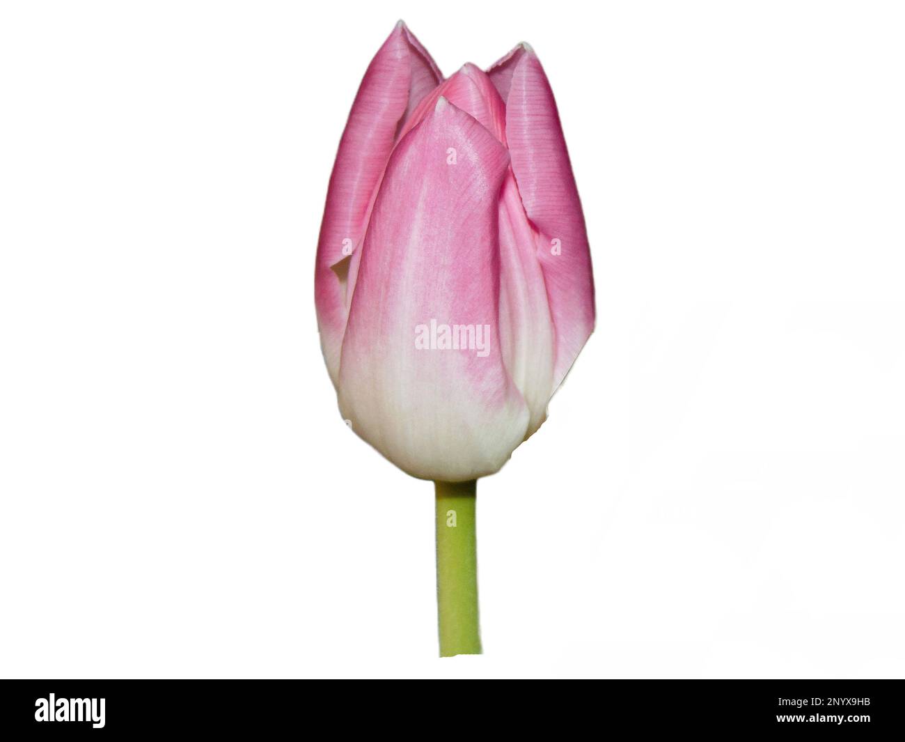 Pink tulip isolated on white background Stock Photo - Alamy