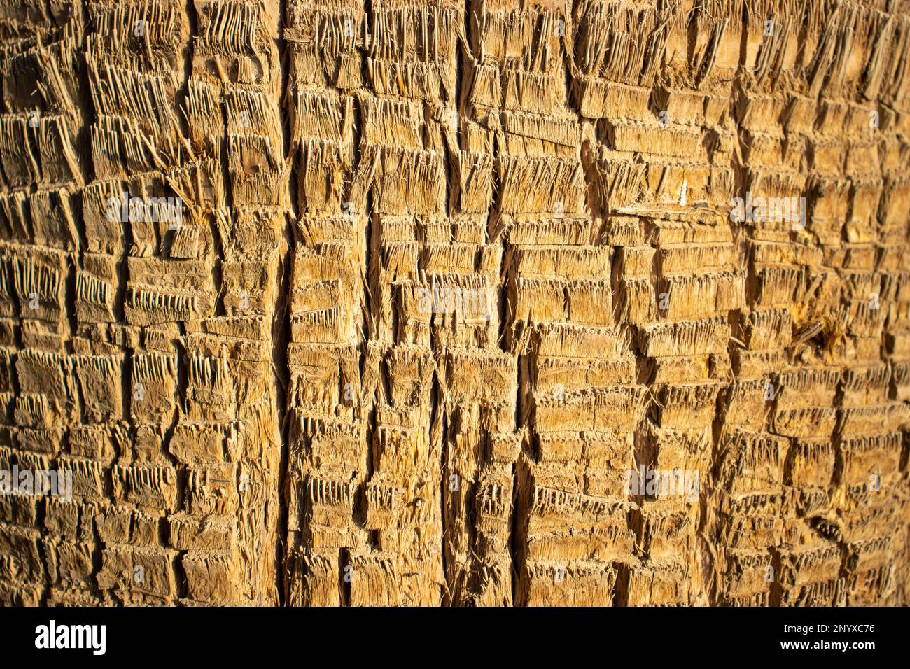 close up of the texture of the desert fan palm (Washingtonia filifera) tree trunk Stock Photo