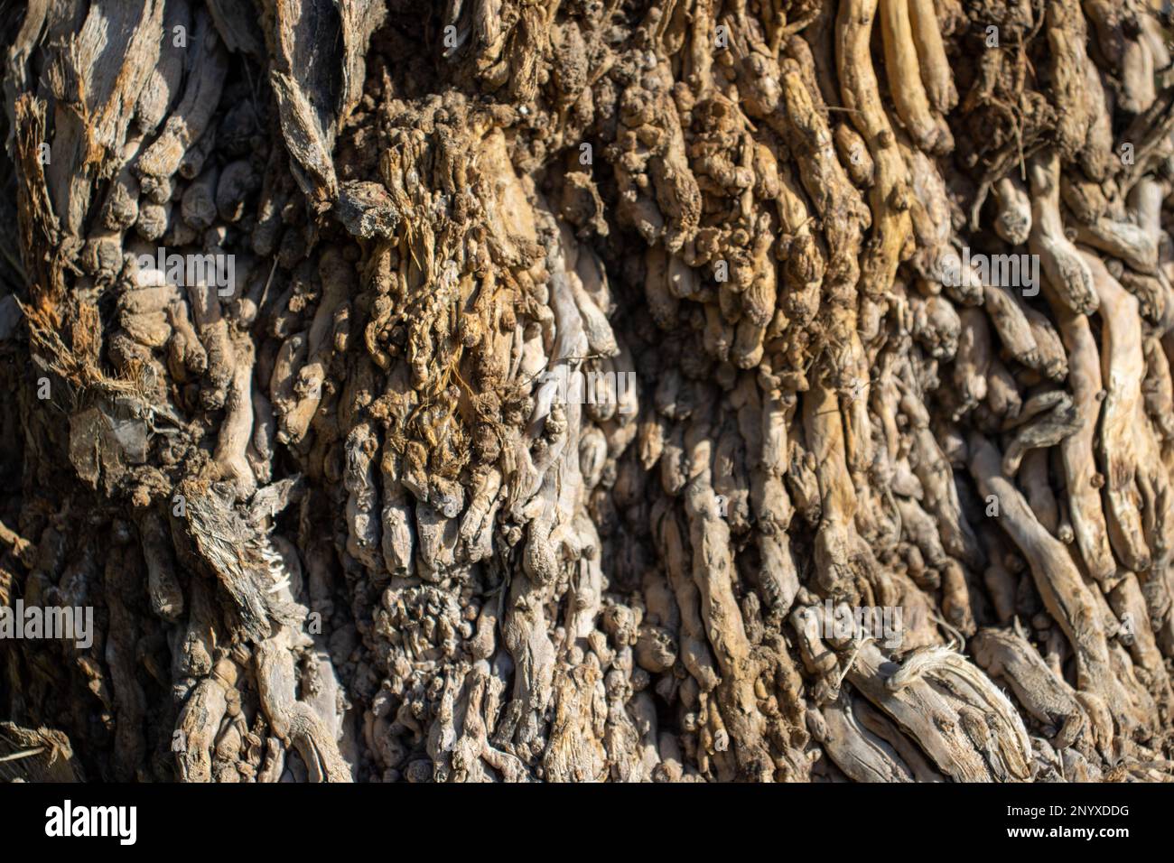 close up of the texture of the desert fan palm (Washingtonia filifera) tree trunk Stock Photo