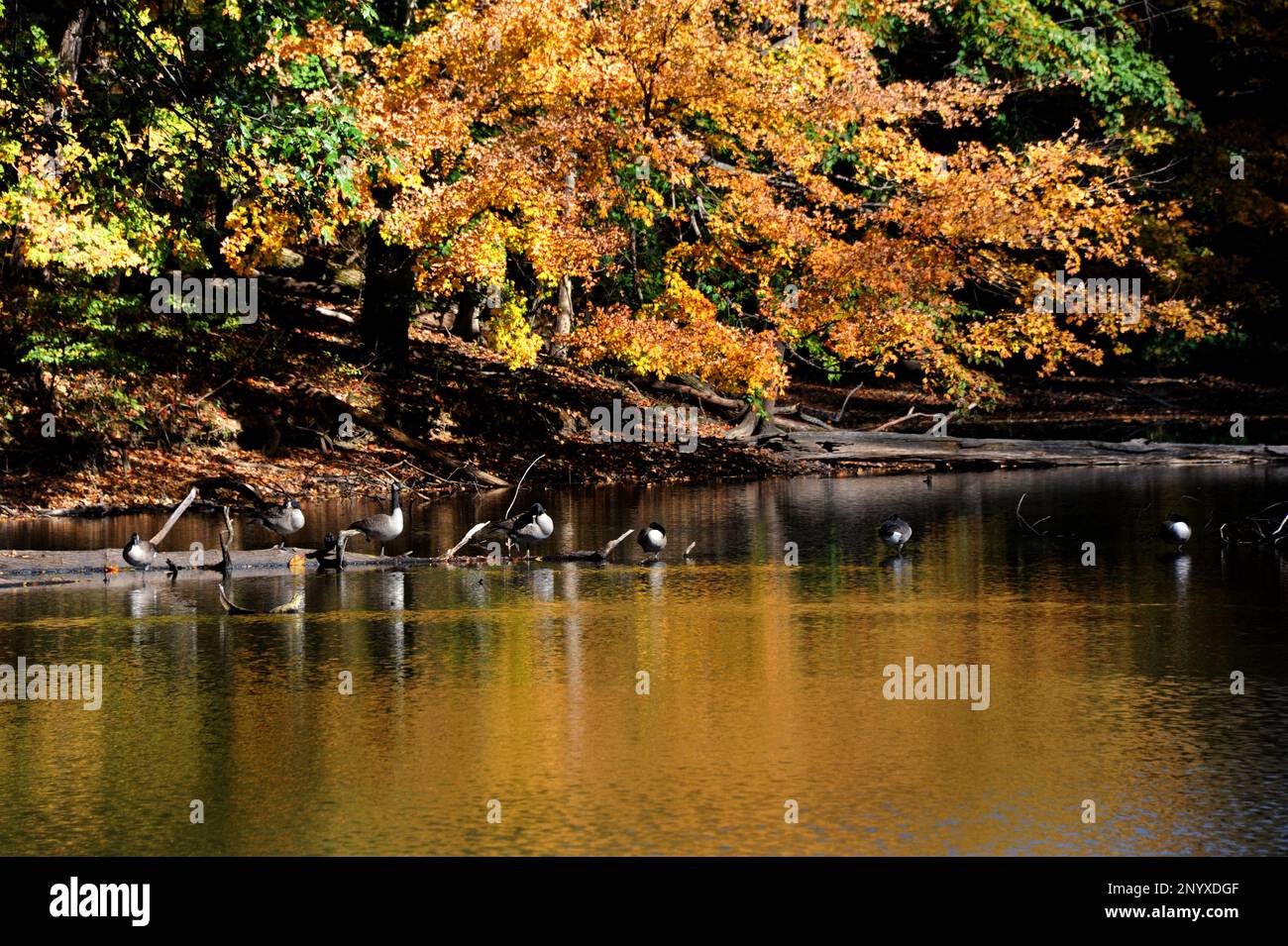 Log, on Poplar Tree Lake, serves as resting place for a flock of Canadian Geese in Meeman Shelby Forest State Park outside of Memphis, Tennessee.  Lak Stock Photo