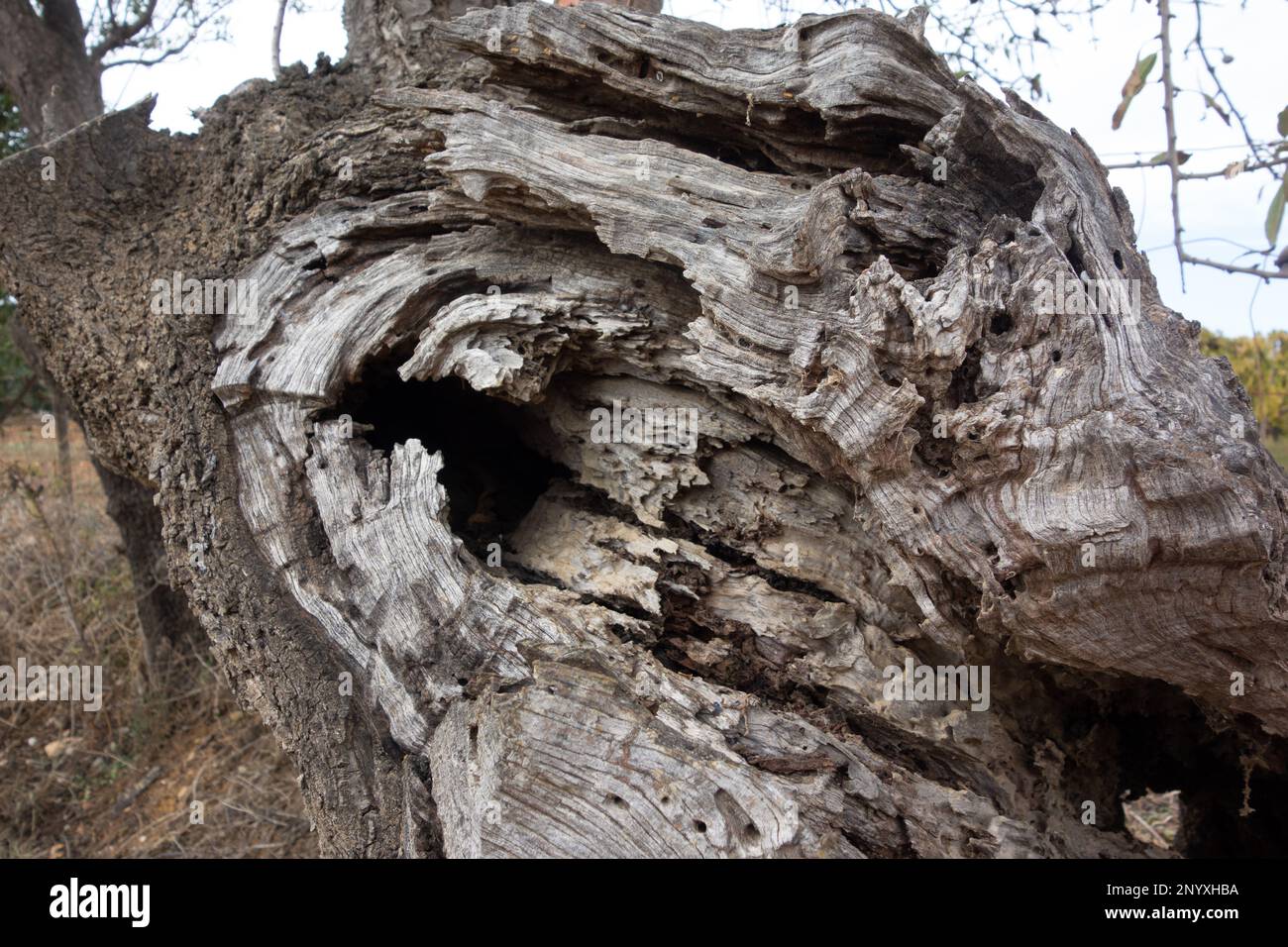 detail of the bark of an old rallen tree Stock Photo