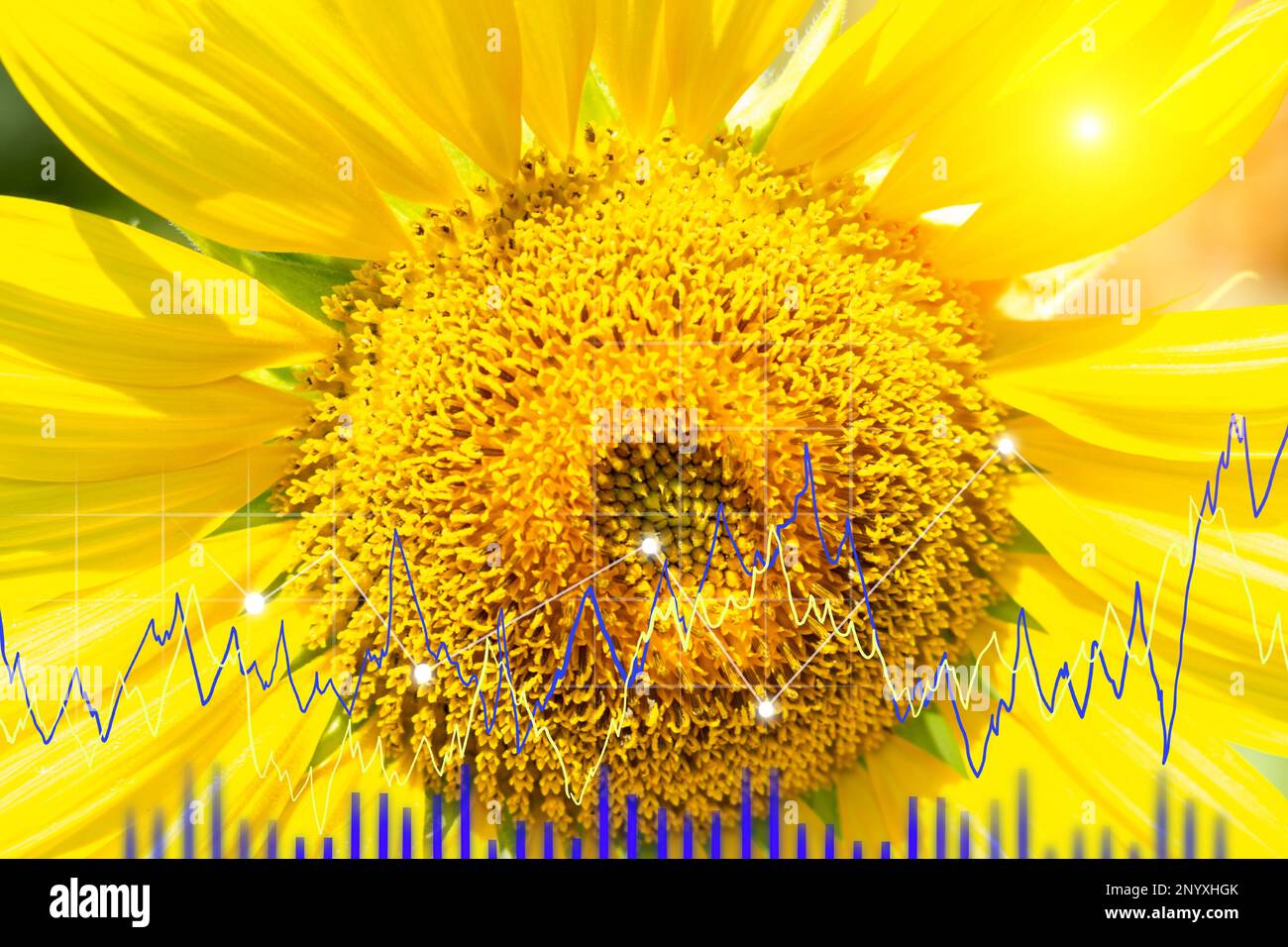 Sunflower, price, stock and production growth chart, food crisis