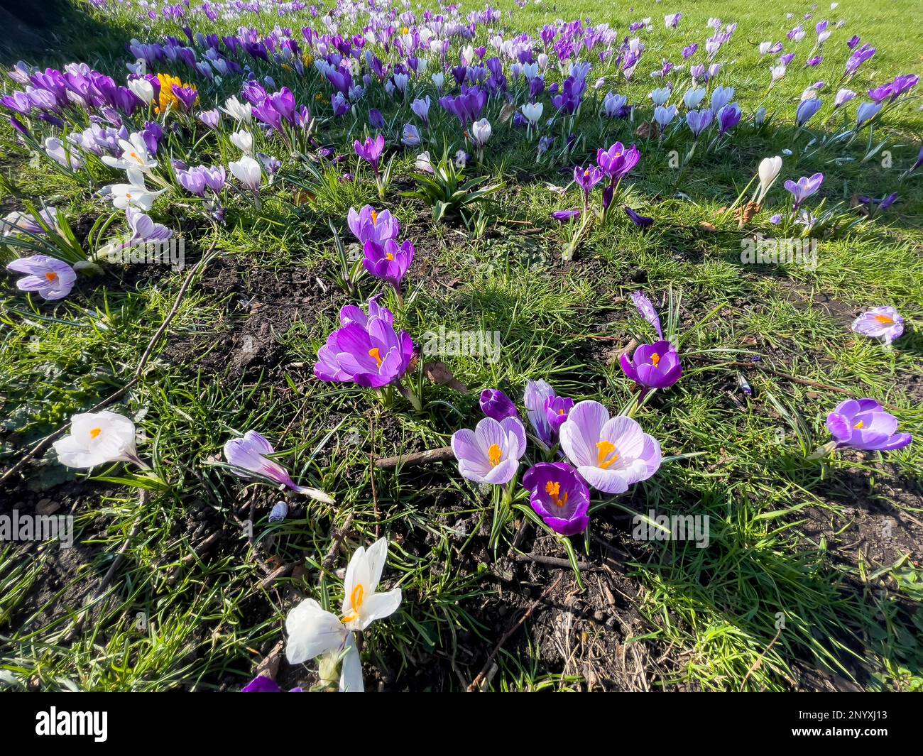 'Colourful Crocuses'  which are among the very first flowers to bloom each spring. at Forbury Gardens Public Park,Reading Stock Photo