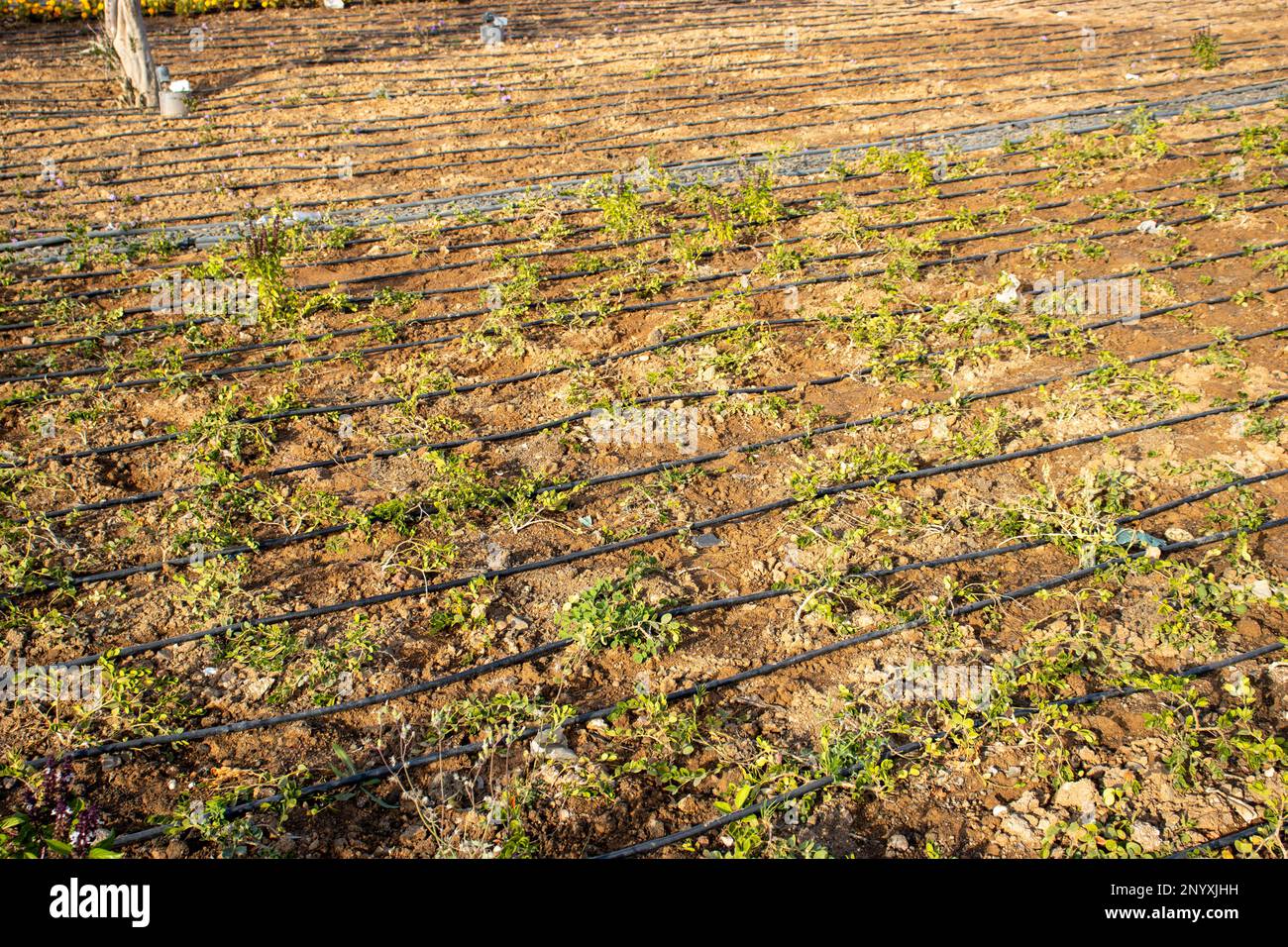 mass new planting of boarder plants with trickle drip irrigation Stock