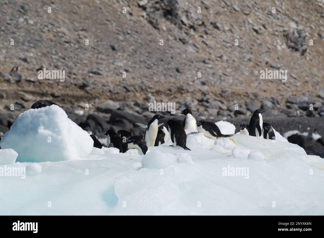 Adelie penguins on an ice floe off Paulet Island - Antarctica Stock Photo