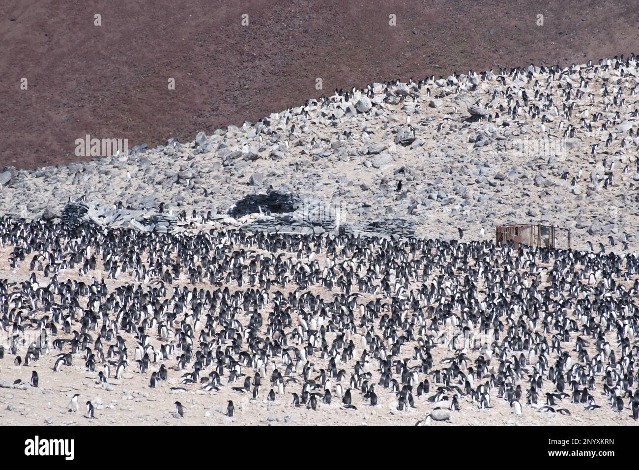 Large Adélie penguin colony on Paulet Island - Antarctica Stock Photo