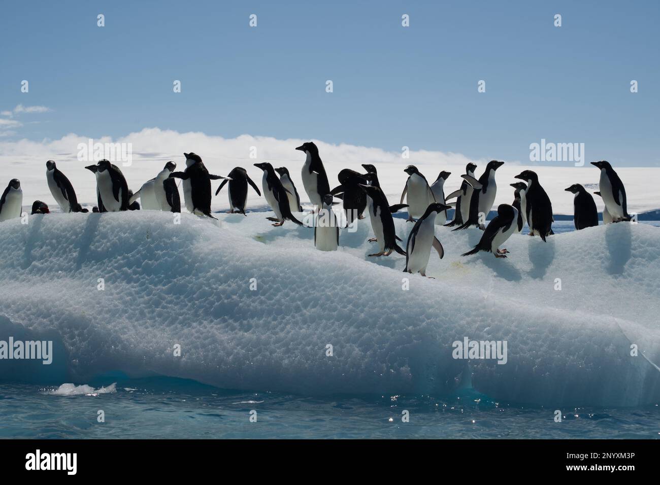 Adelie penguins on an ice floe off Paulet Island - Antarctica Stock Photo