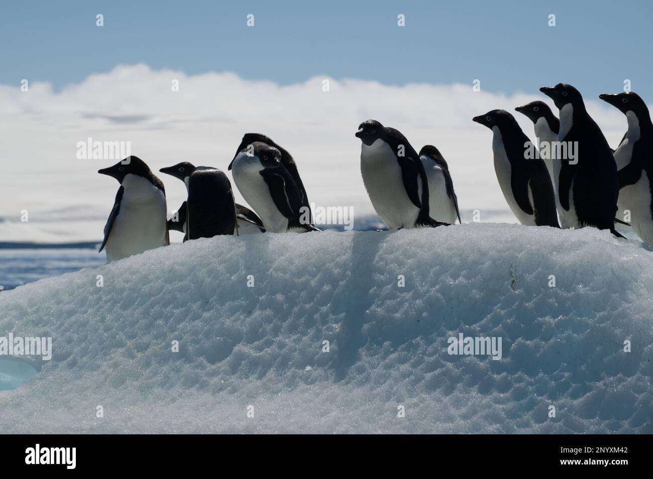 Adelie penguins on an ice floe off Paulet Island - Antarctica Stock Photo