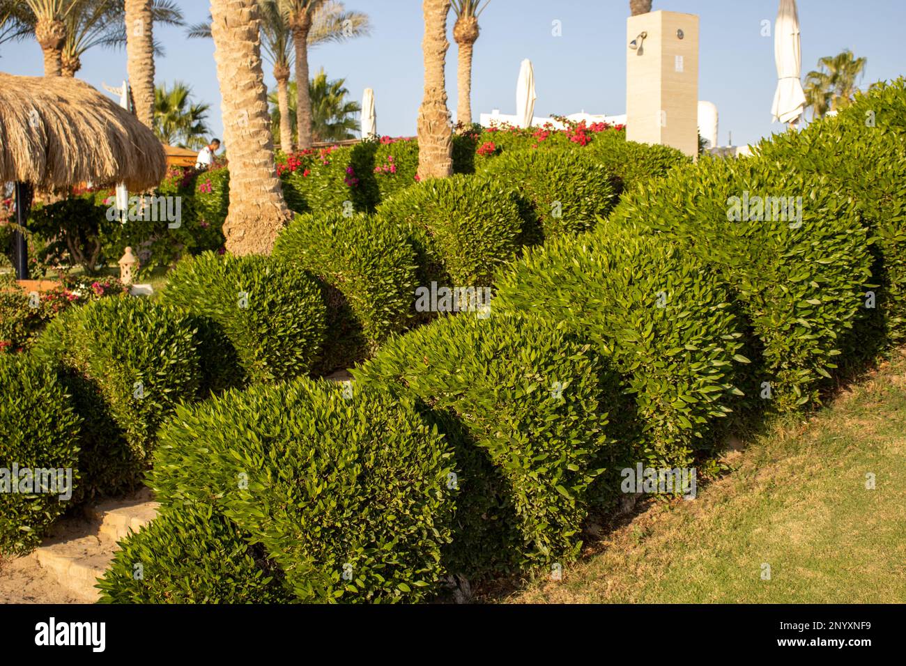 bright green tropical hedge for background Stock Photo