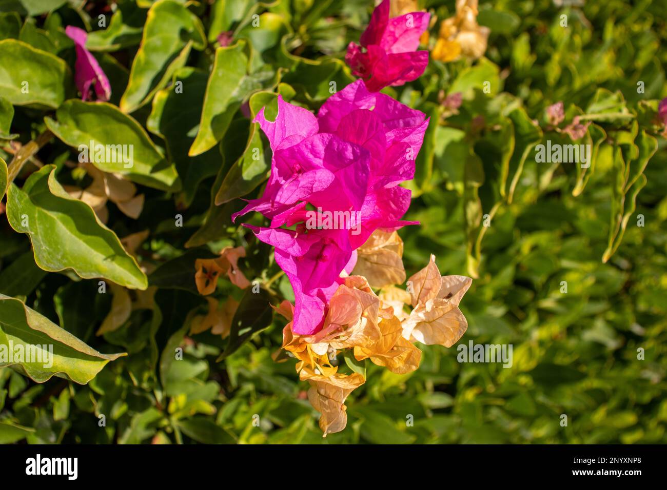 bright pink and orange Bougainvillea flowers with green leaves in the background Stock Photo