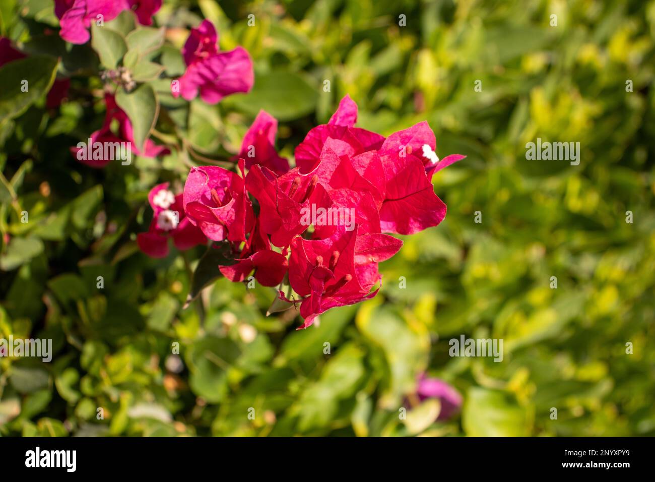 bright pink Bougainvillea flowers with green leaves in the background Stock Photo